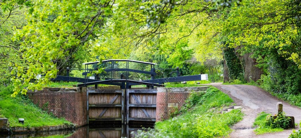 Canal lock on Basingstoke Canal. Surrounded by lush thriving trees and shrubbery. 