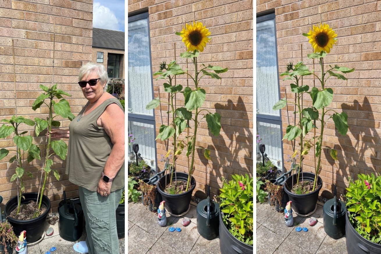 A collage of 3 images showing a sunflower and a proud resident