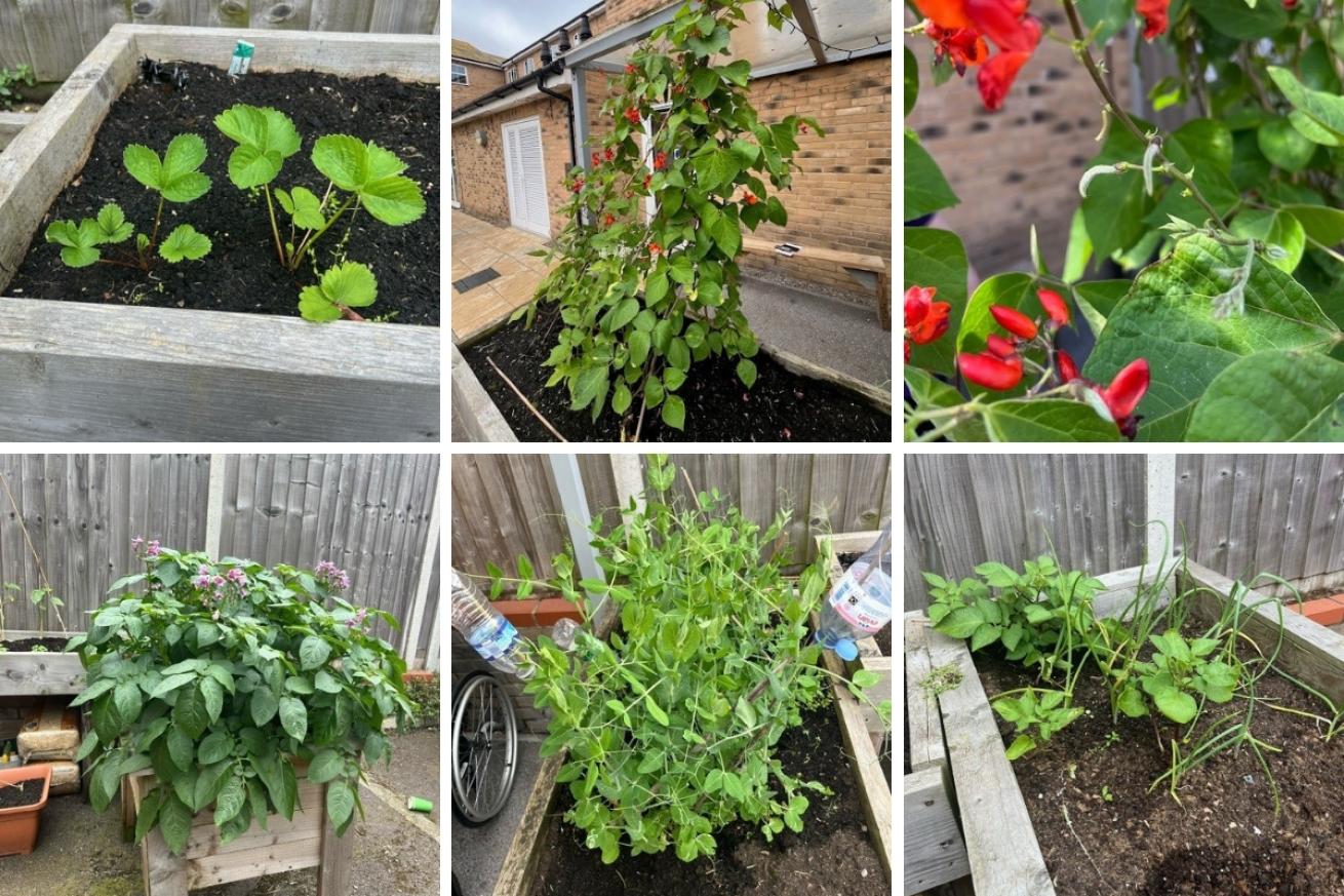 A collage of 6 images showing different variety of fruit and veg growing 