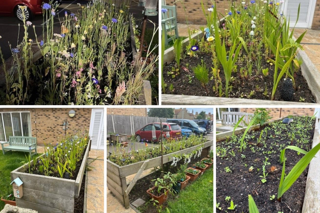A collage of 5 images showing a large flower bed and the progression of the plants growing