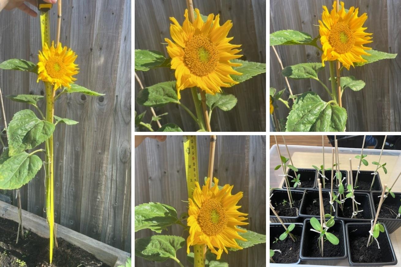 A collage of 5 images showing a sunflower 