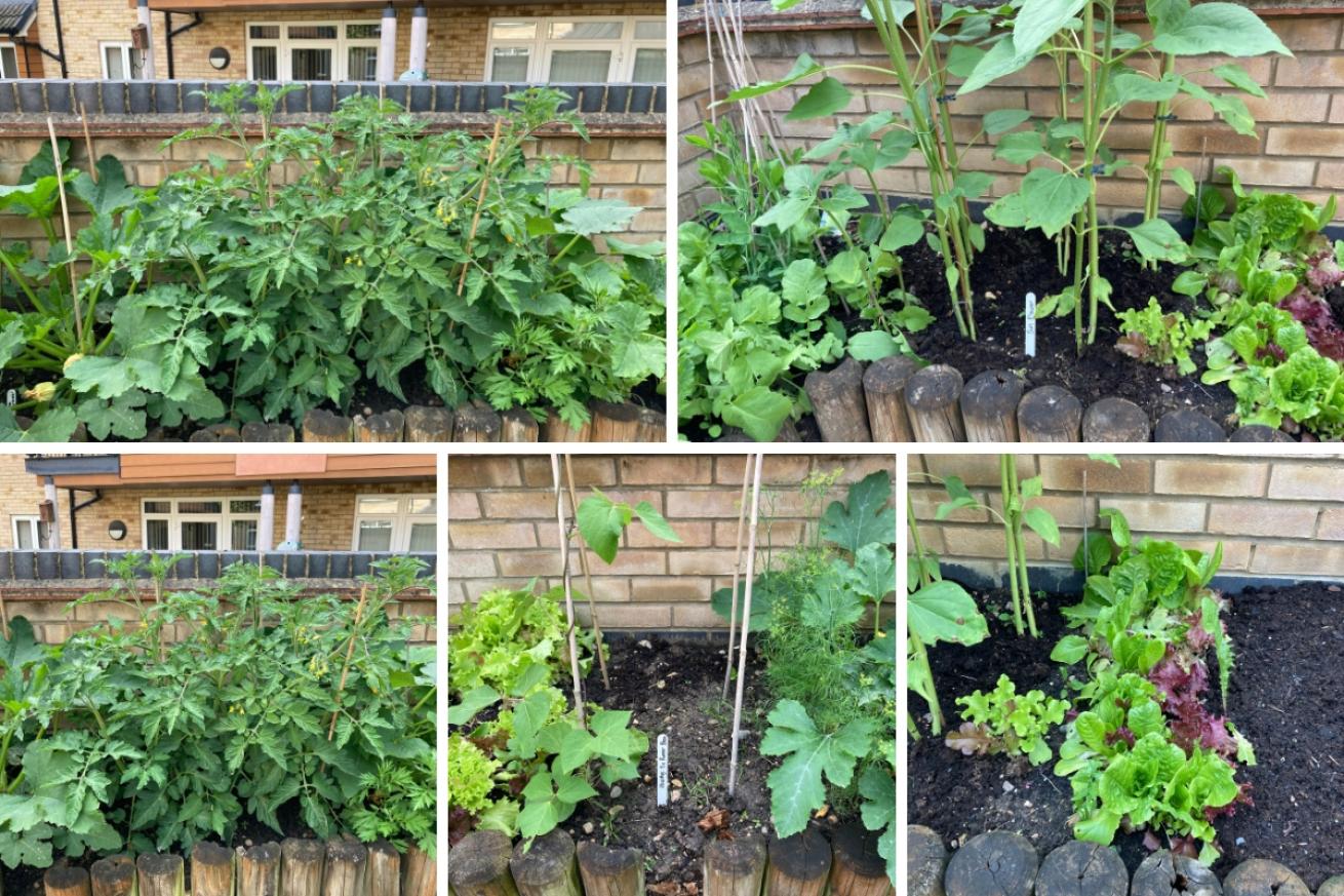A collage of 5 images showing a variety of fruit and vegetables in planters