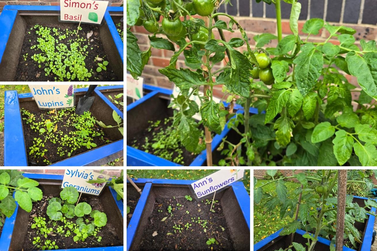 A collage of 6 images showing different plants growing including basil, lupins, geraniums, sunflowers and tomatoes