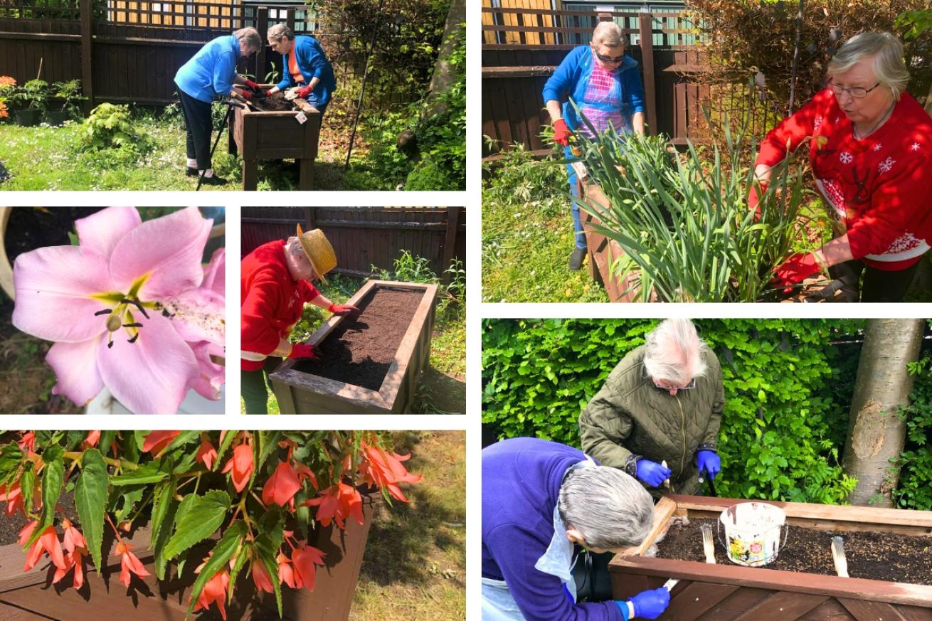 A collage of two Orchard House residents working on a large planter, they have shown pictures of red and pink flowers