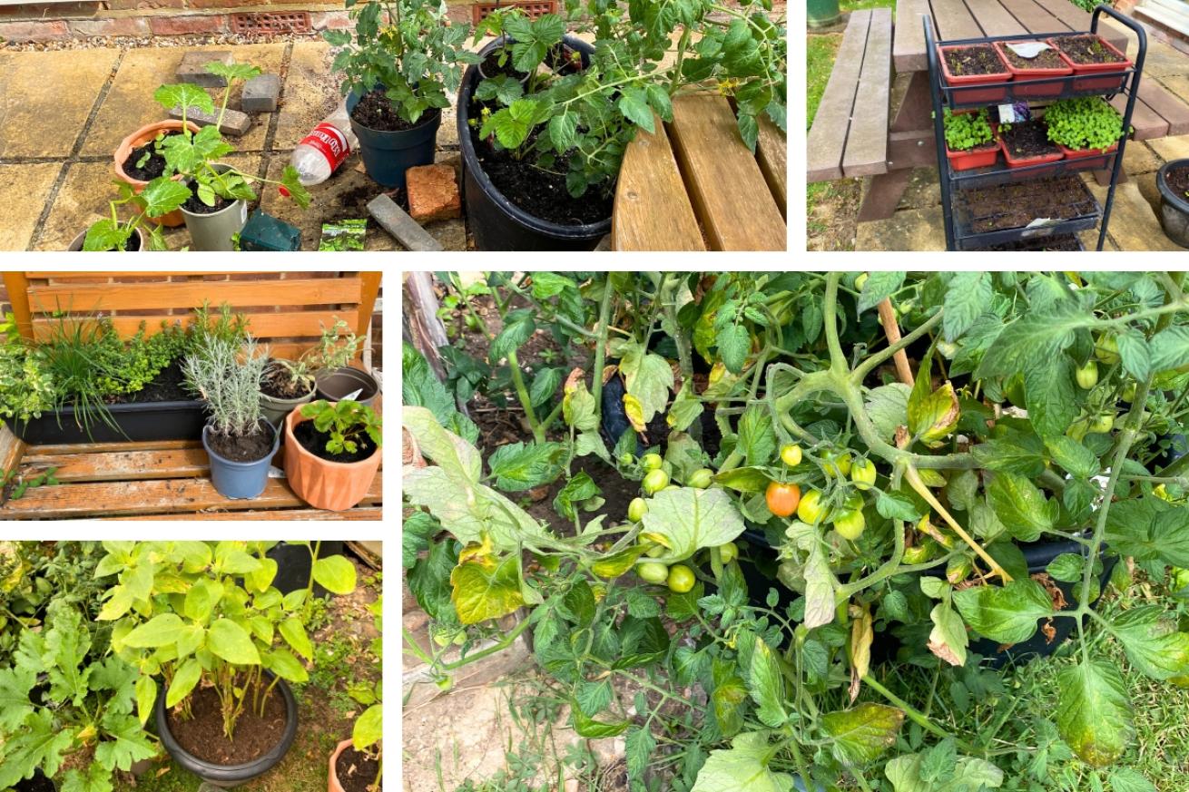 A collage of Arnhem Road garden showing their potted herbs and tomatoes