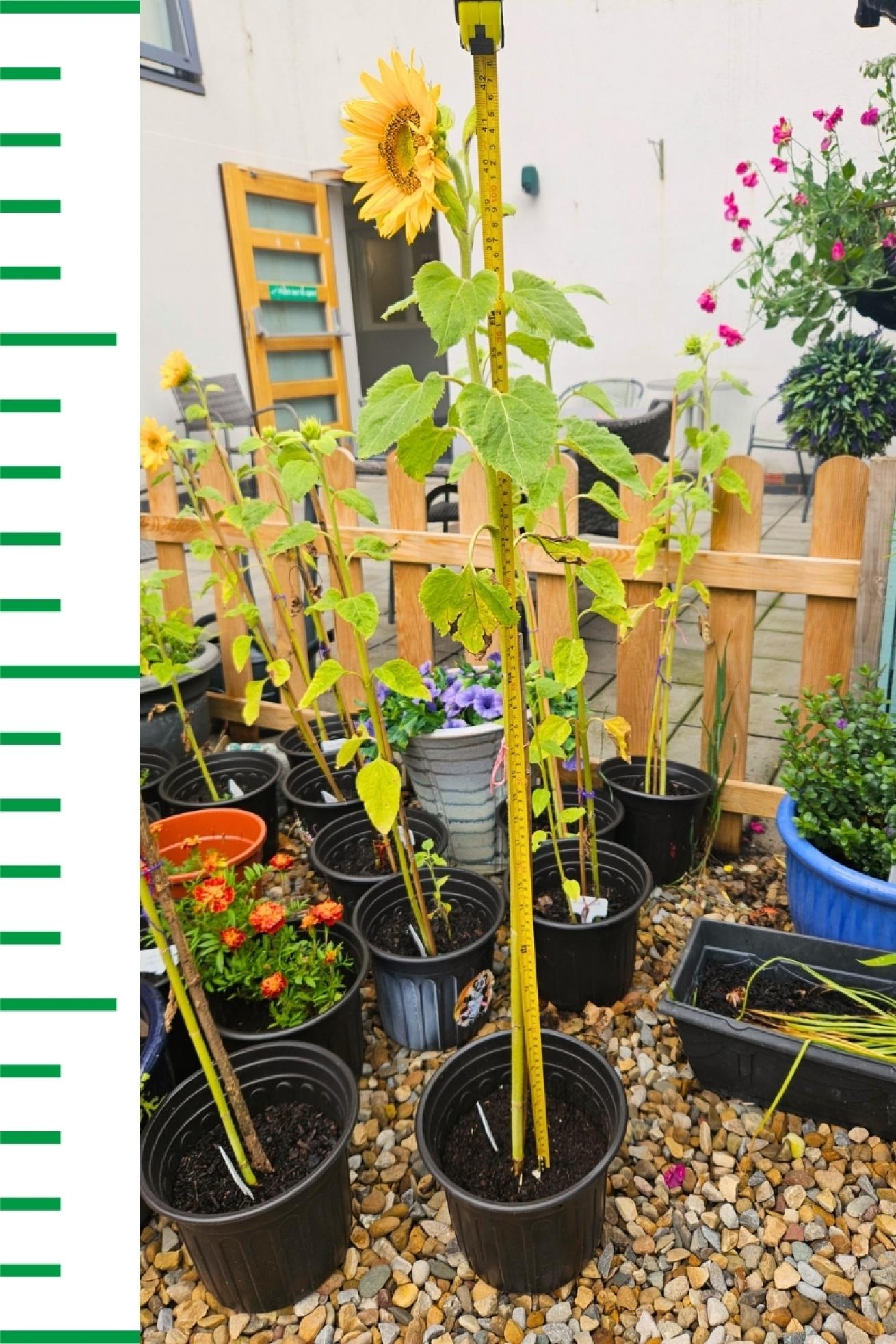 Bransby Court Sunflower