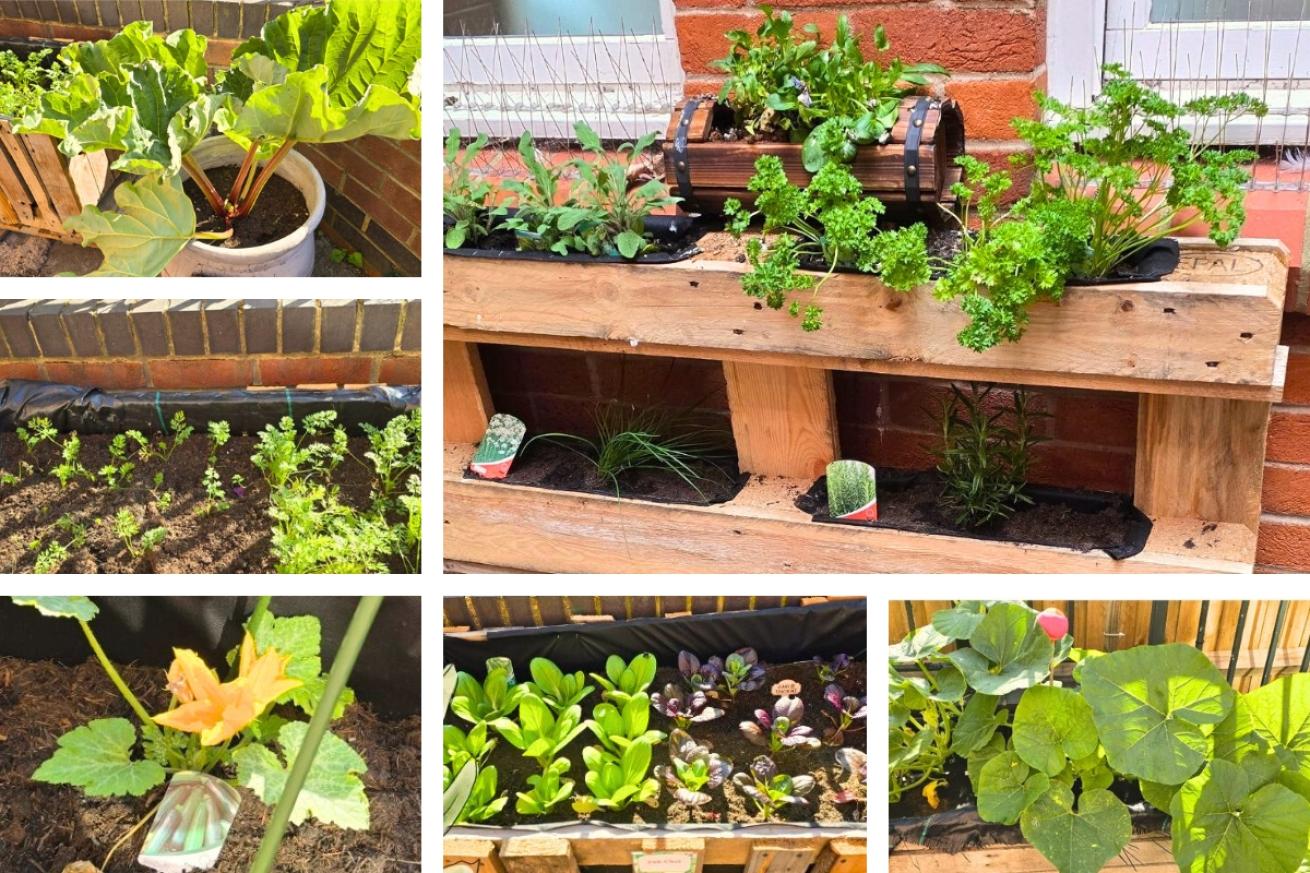 A collage of Brighton and Hove Foyer's harvest, they have grown a variety of vegetables and also some rhubarb
