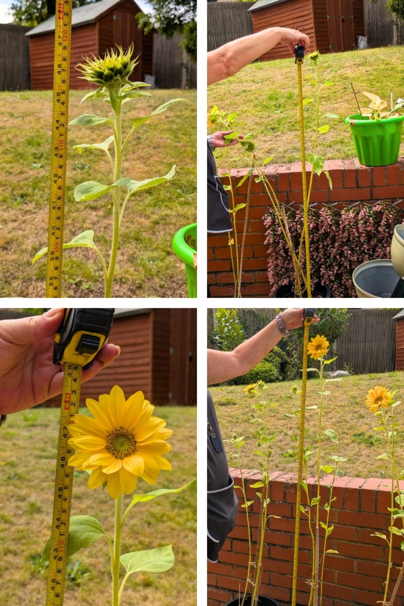 Dobsons House Sunflower