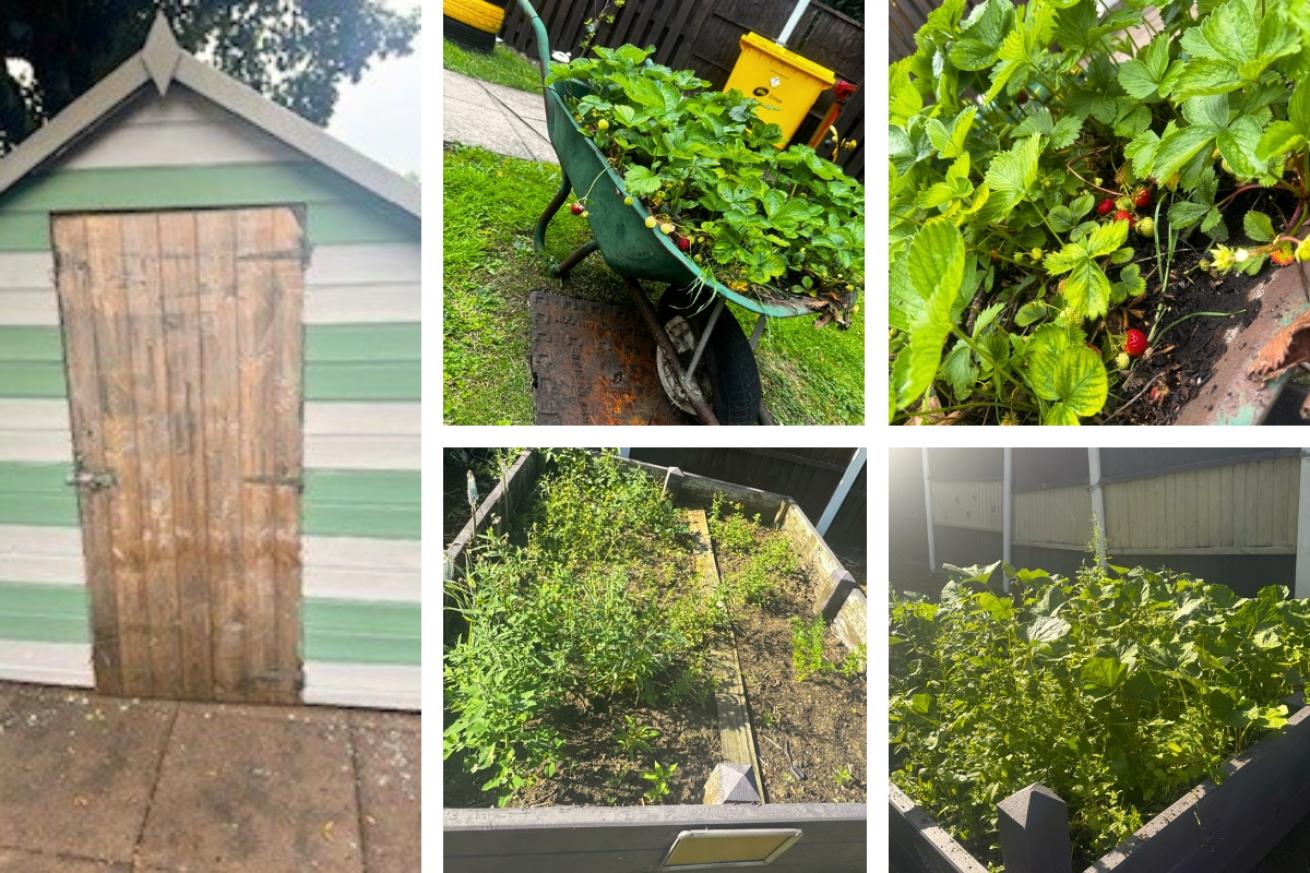 A collage of Emily Swinnterton Eastgate garden showing their freshly painted shed, their full vegetable patch and their juicy strawberries