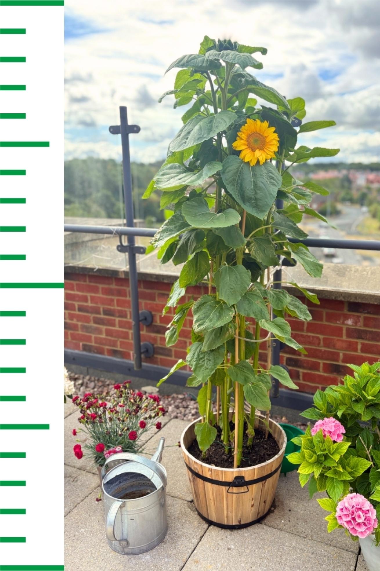 Lawley Bank Court Sunflower