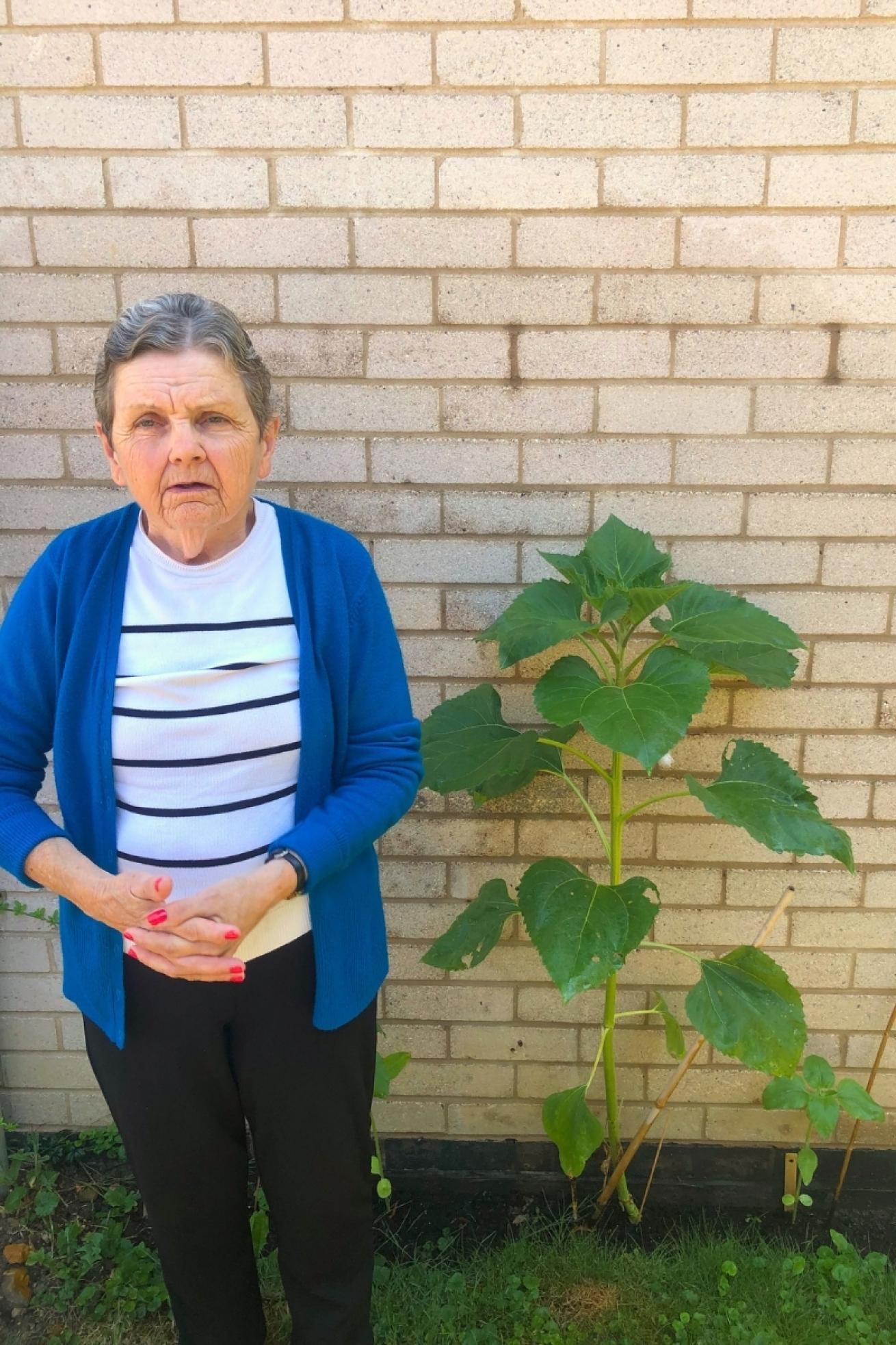 Orchard House Sunflower 1