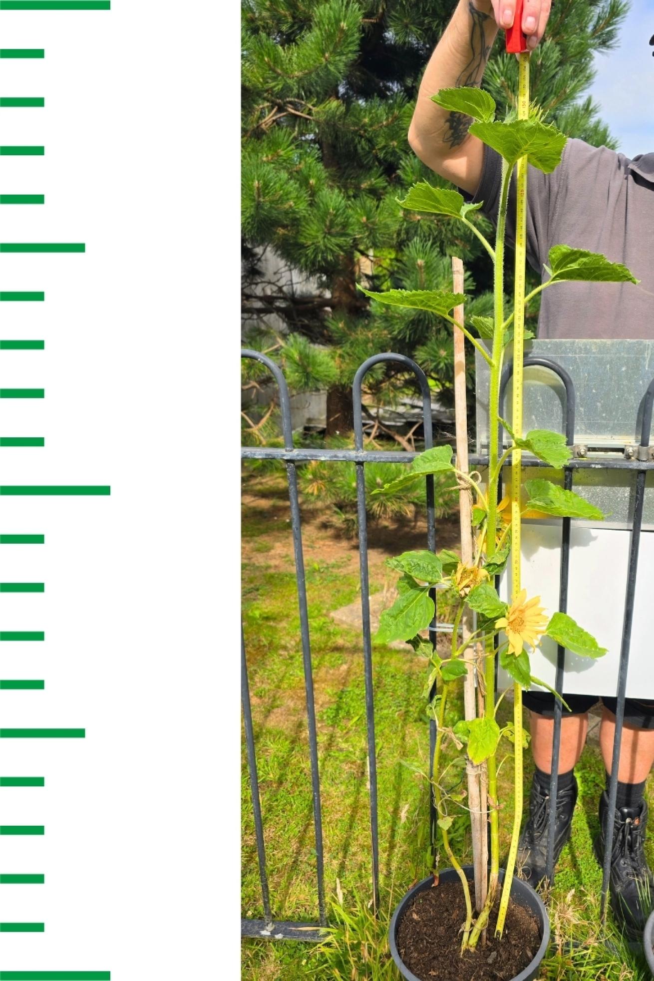 Moreton Court Sunflower Penelope