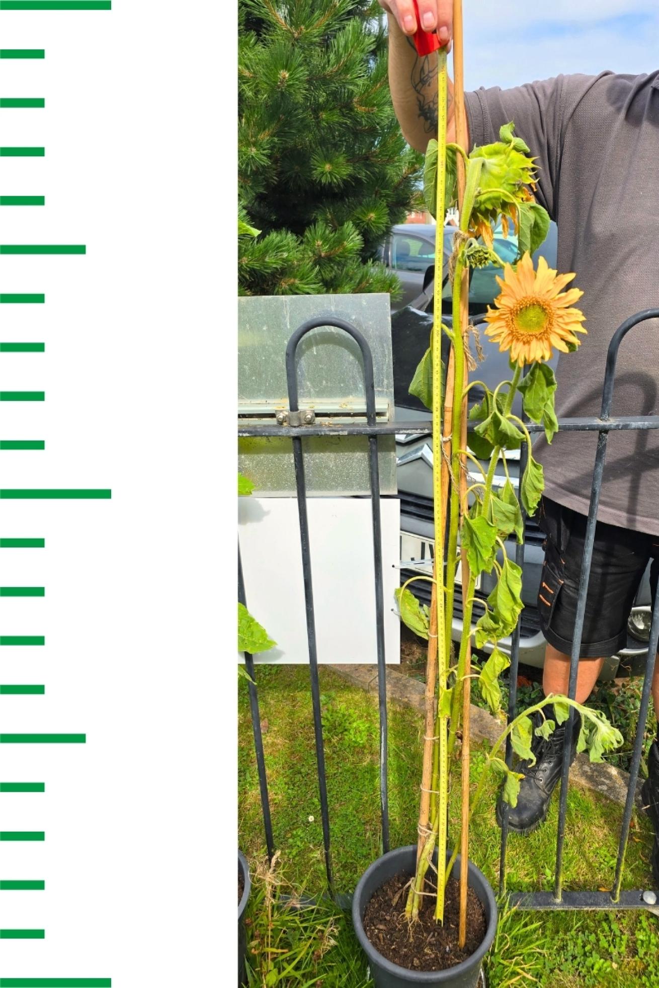 Moreton Court Sunflower Christine