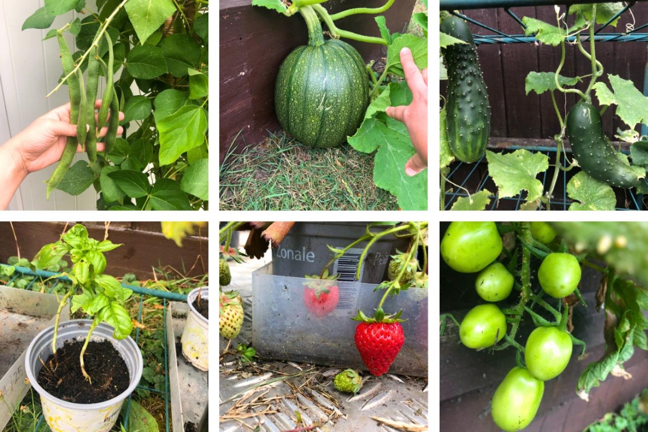 a collage of Orchard House garden showing off their harvest featuring green beans, water melons, strawberries, tomatoes and basil