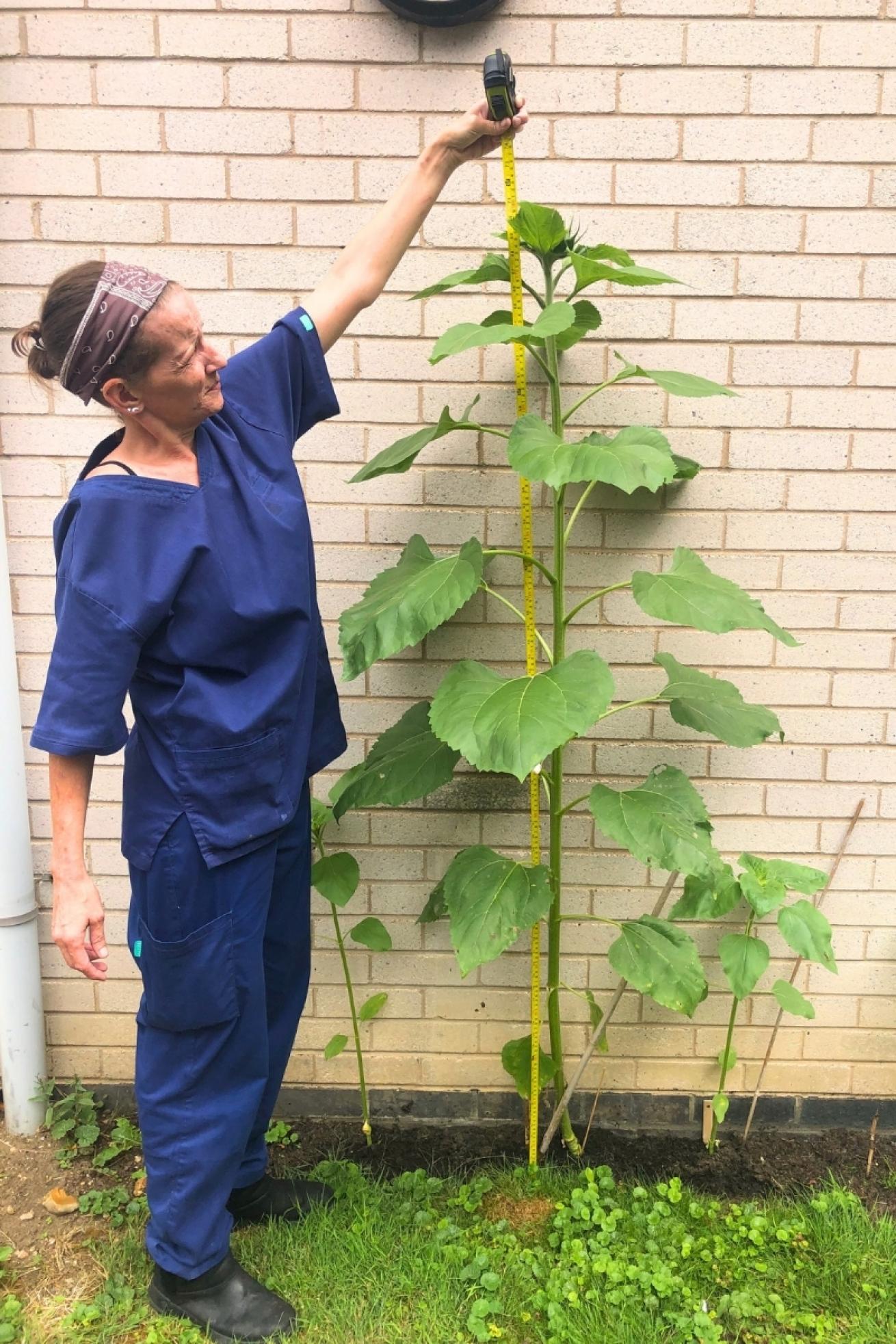 Orchard House Sunflower 2