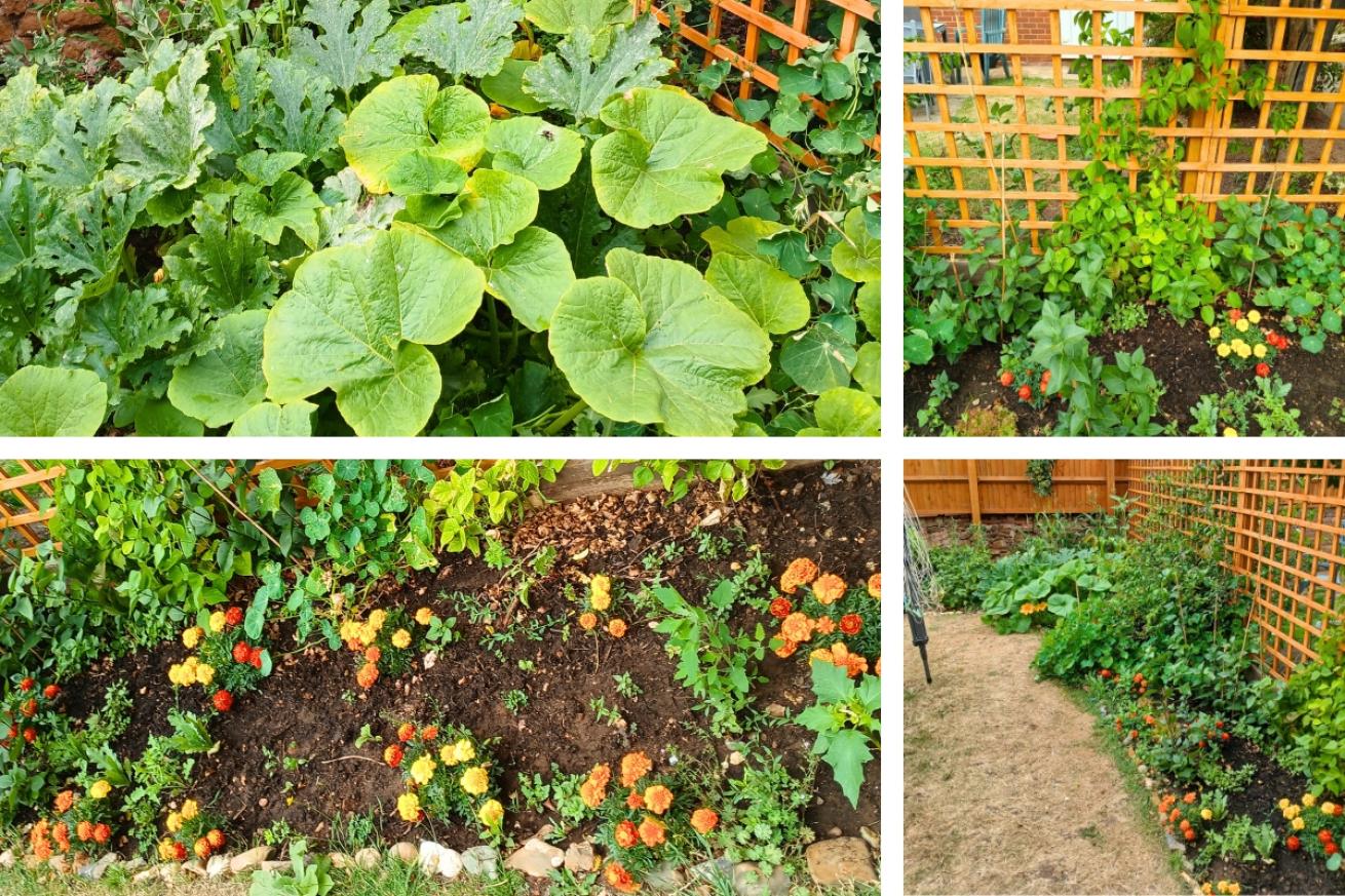 A collage of Park Road garden's harvest showing a lush green and full vegetable patch with all kinds of plants, and flowers can be seen growing giving pops of red between the foliage