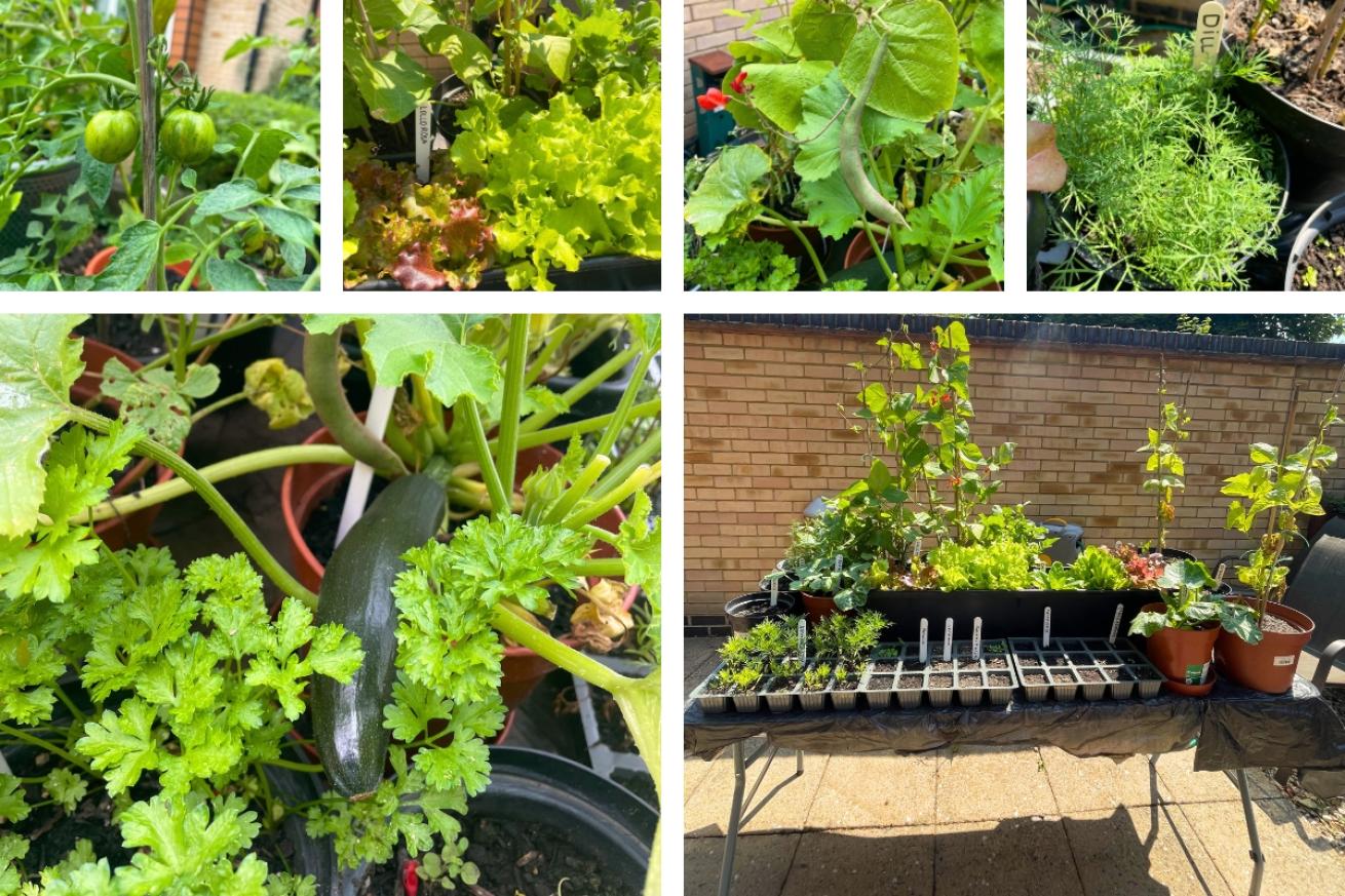 A collage of Poplar Court garden's harvest featuring images of their green beans, courgettes, lettuce leaves, and carrots