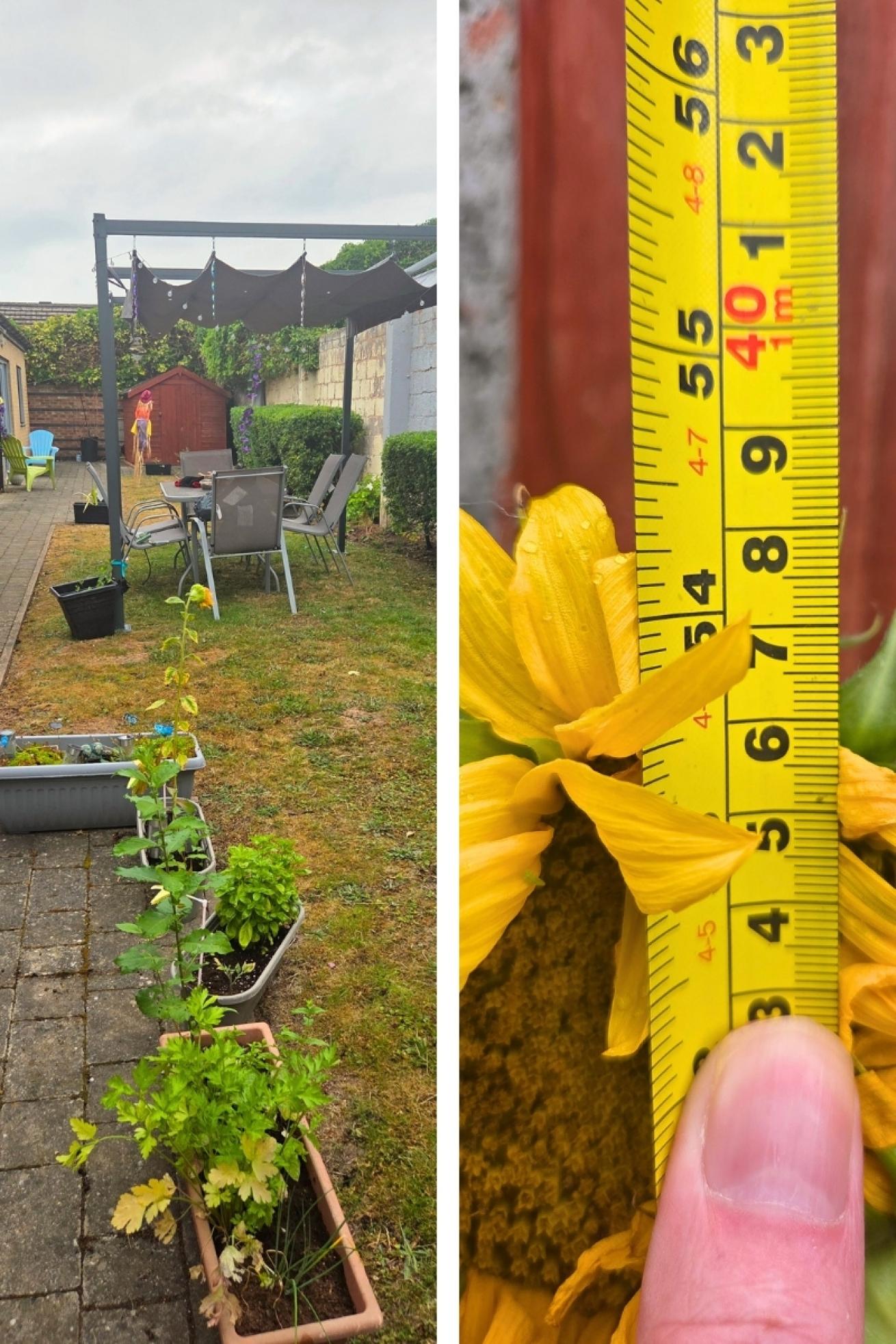 Redcoat Close Sunflower