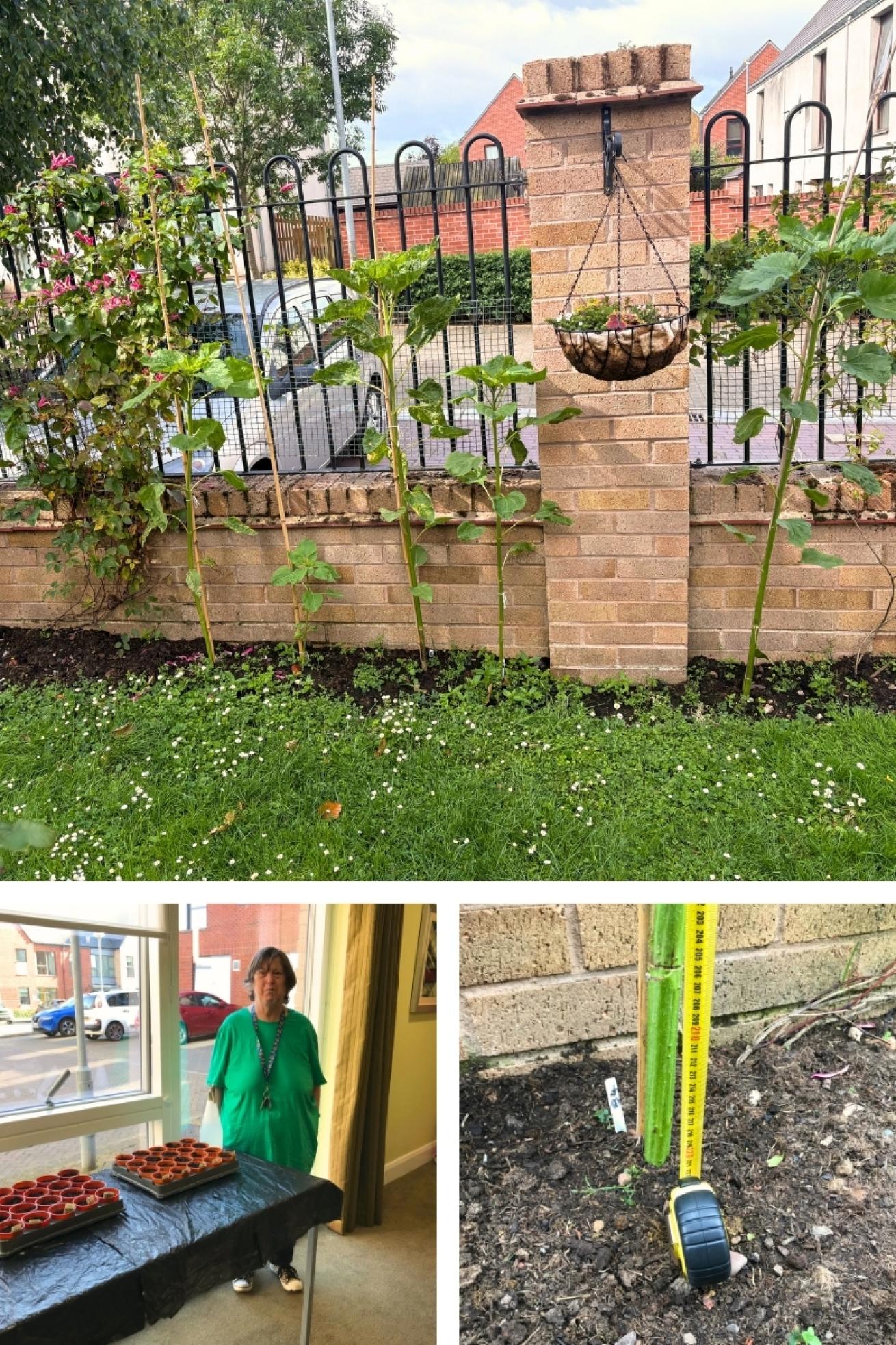 Rose Manor Sunflower 1