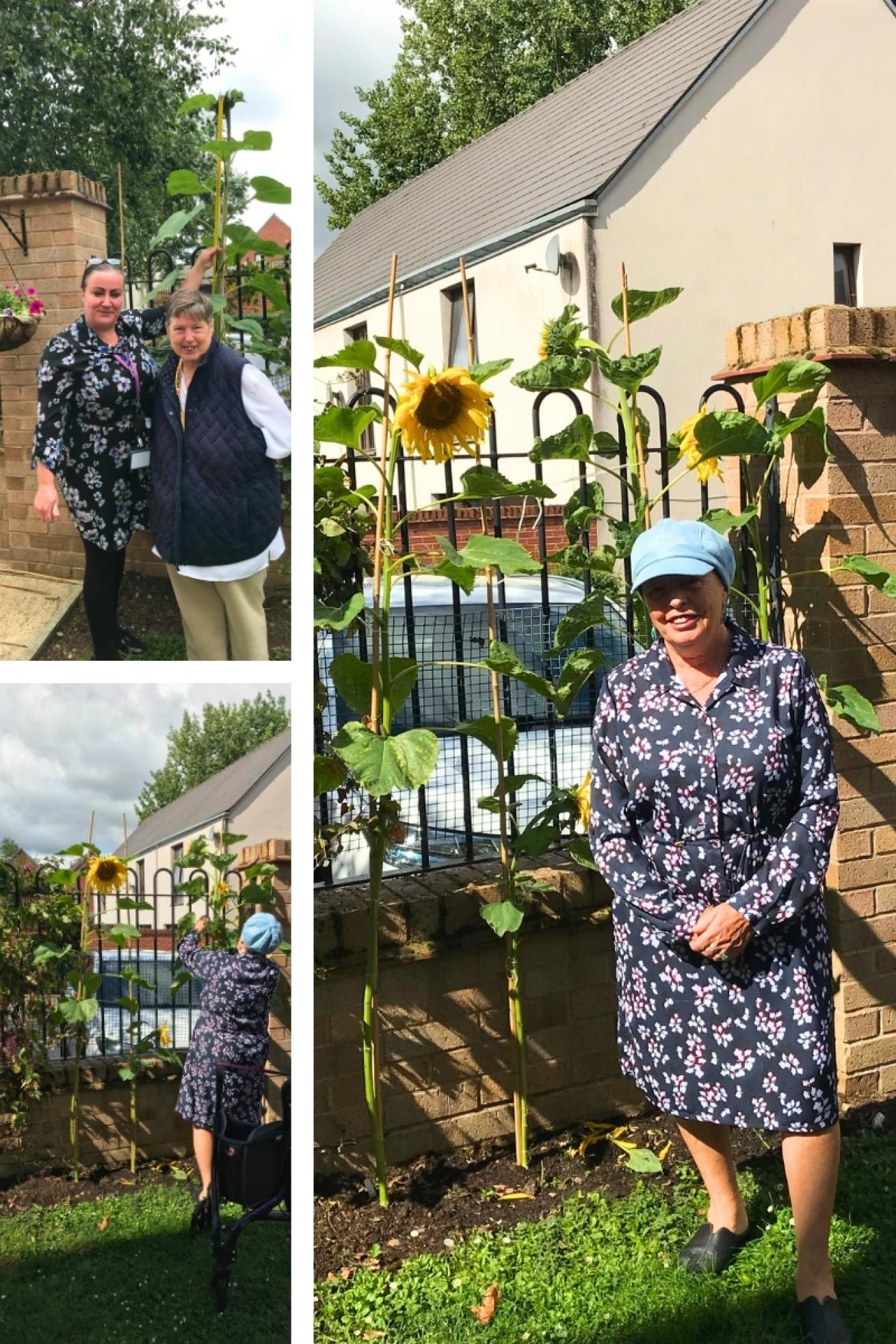 Rose Manor Sunflower 2