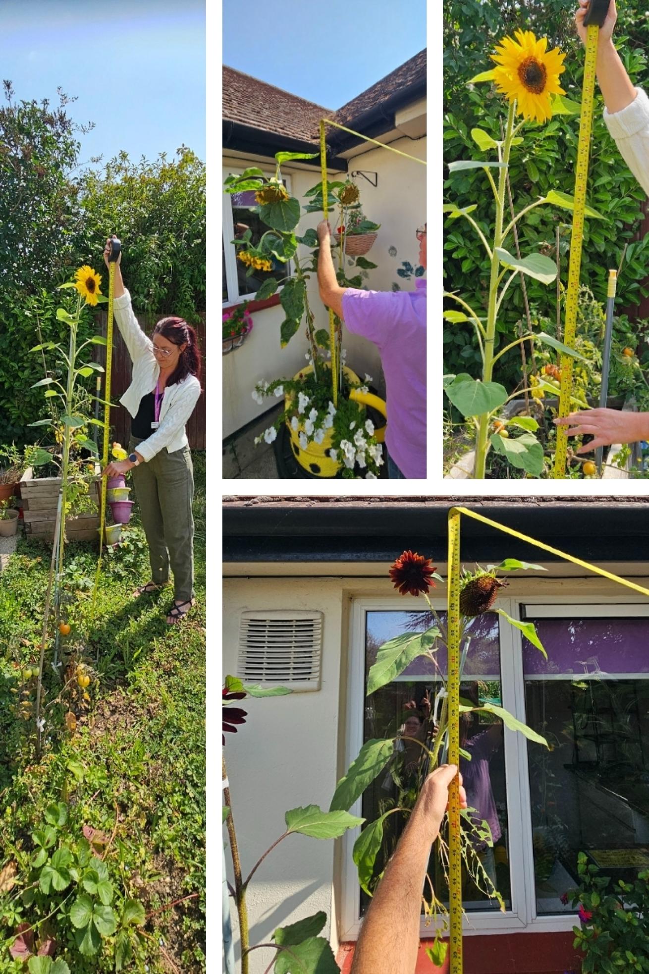 Savernake Road Sunflower
