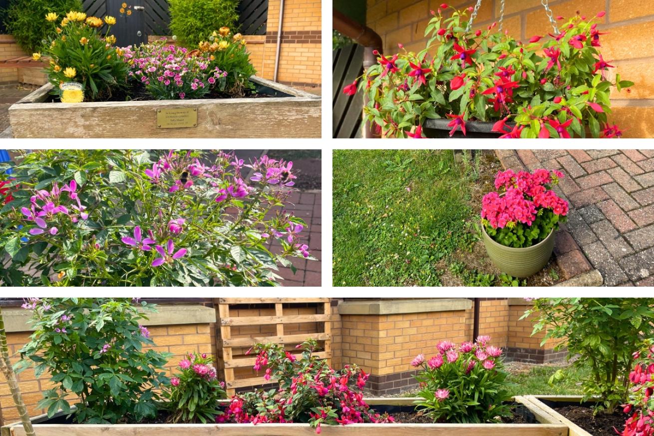 Skelton Court have submitted a photographs of their lovely potted plant and a hanging fuchsia basket