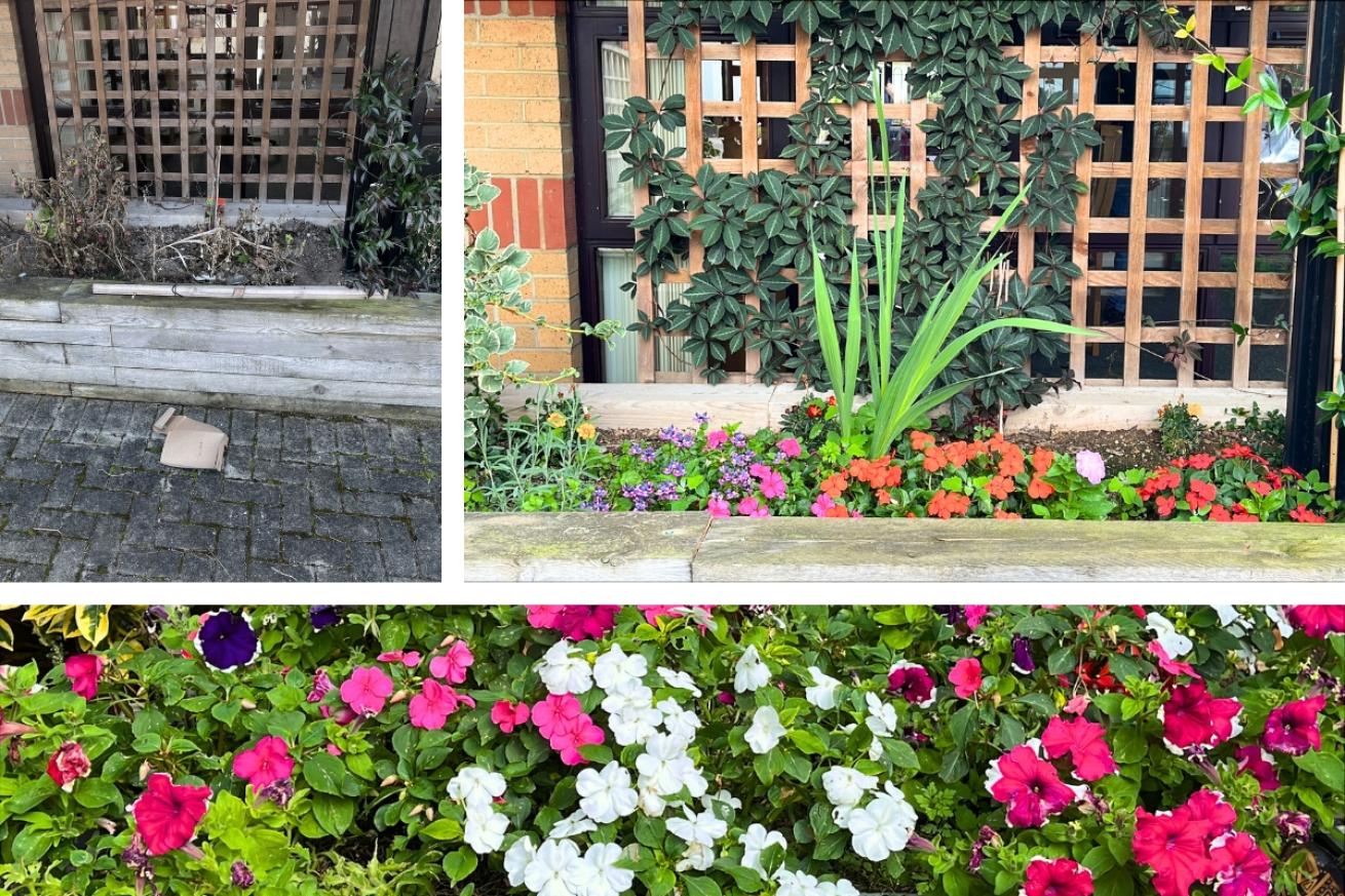 A collage of Sussex Avenue garden, they show how their once dry planter is now filled with bright and healthy flowers