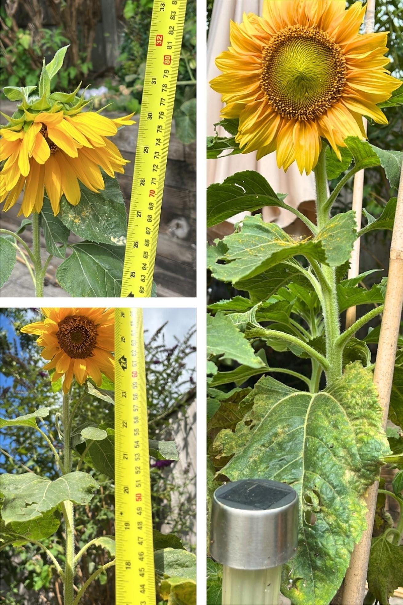 Sussex Avenue Sunflower