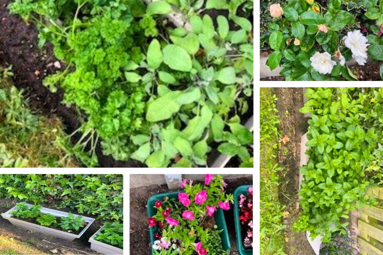 A collage of Tavy road's many flowers and herbs they have planted