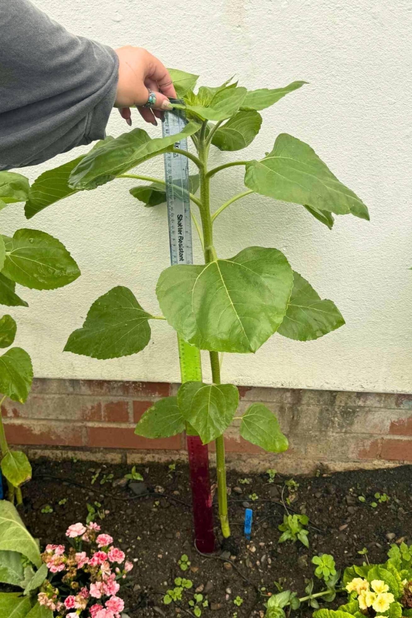 The Maples Sunflower
