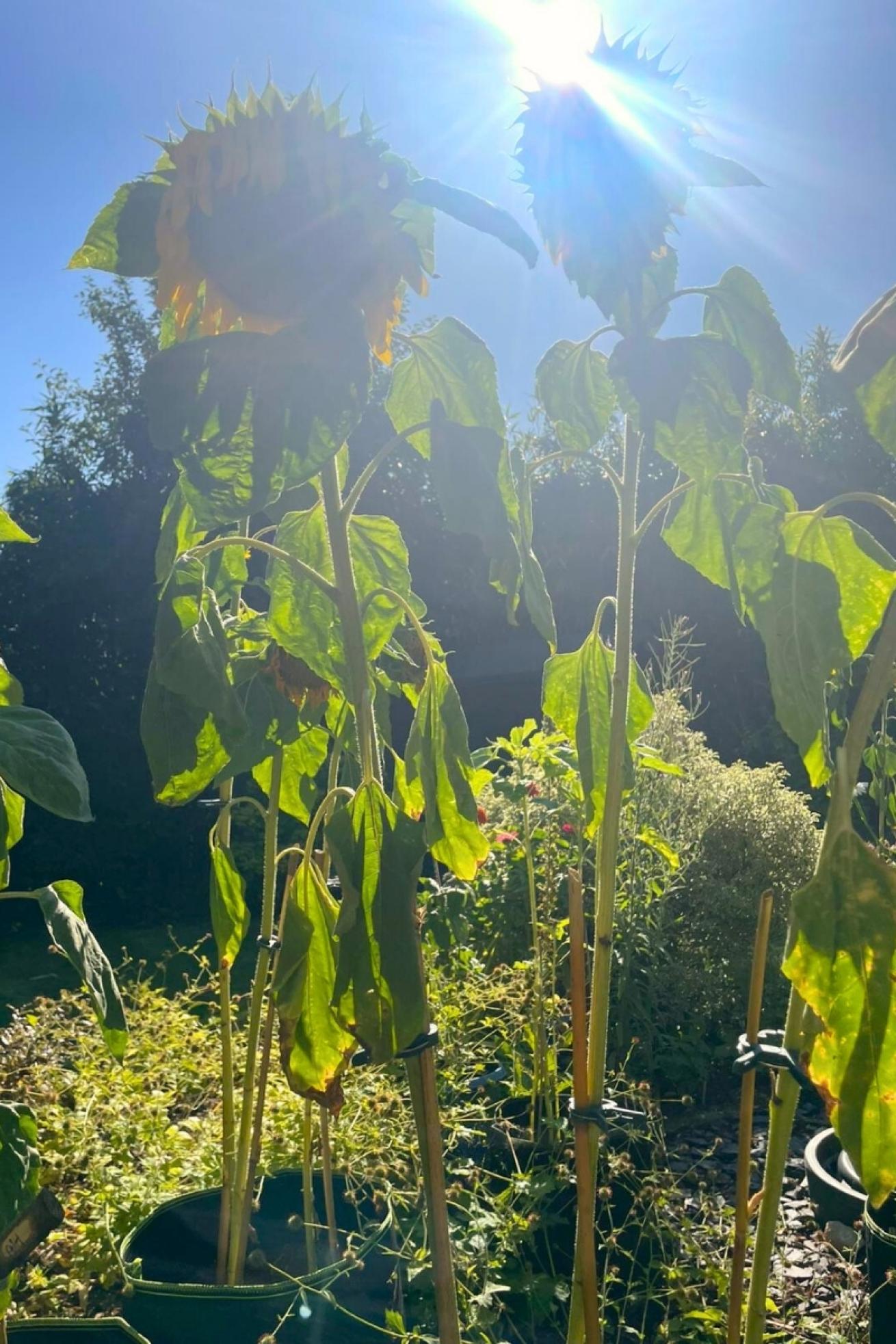 Tilmore Gardens Sunflower