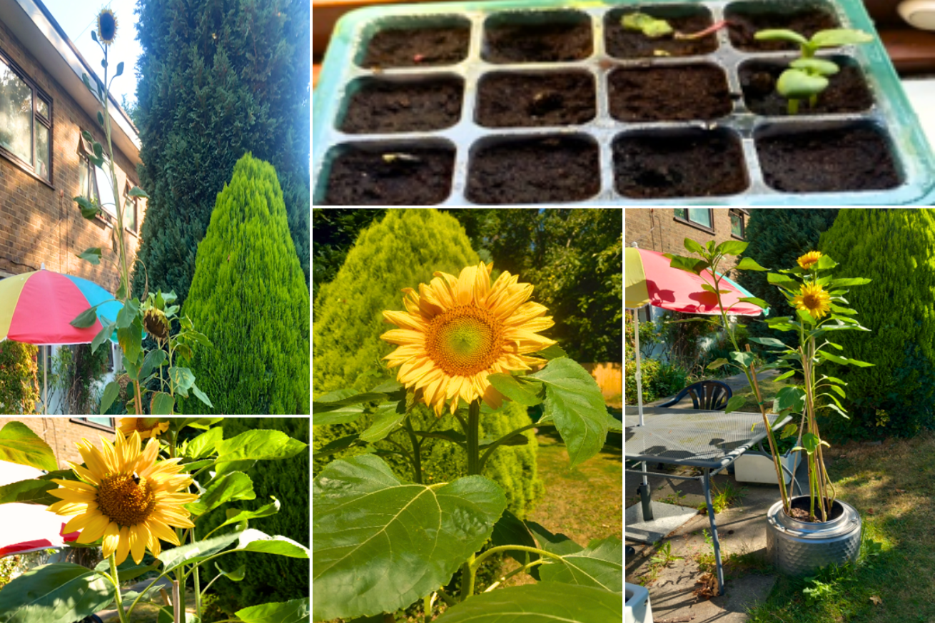 Bal Edmund Collage showing 4 tall and bright sunflowers growing out of a repurposed washing machine drum. There is also an image of freshly planted sprouts in a blue pot.