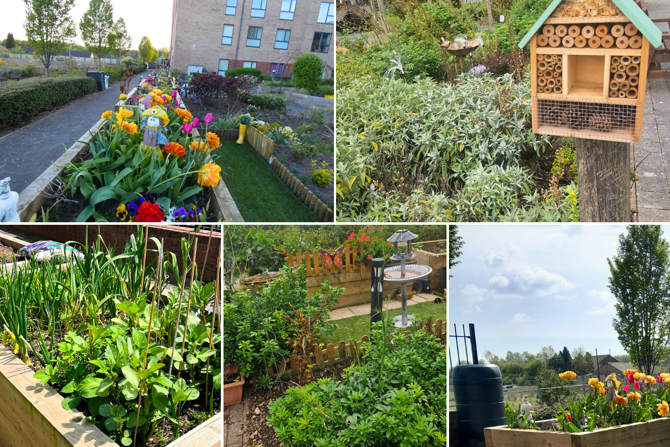 Baskeyfield House have shown their wooden planters that hold tulips and home grown vegetables. They have also presented a bug hotel they have amongst their lush plants.