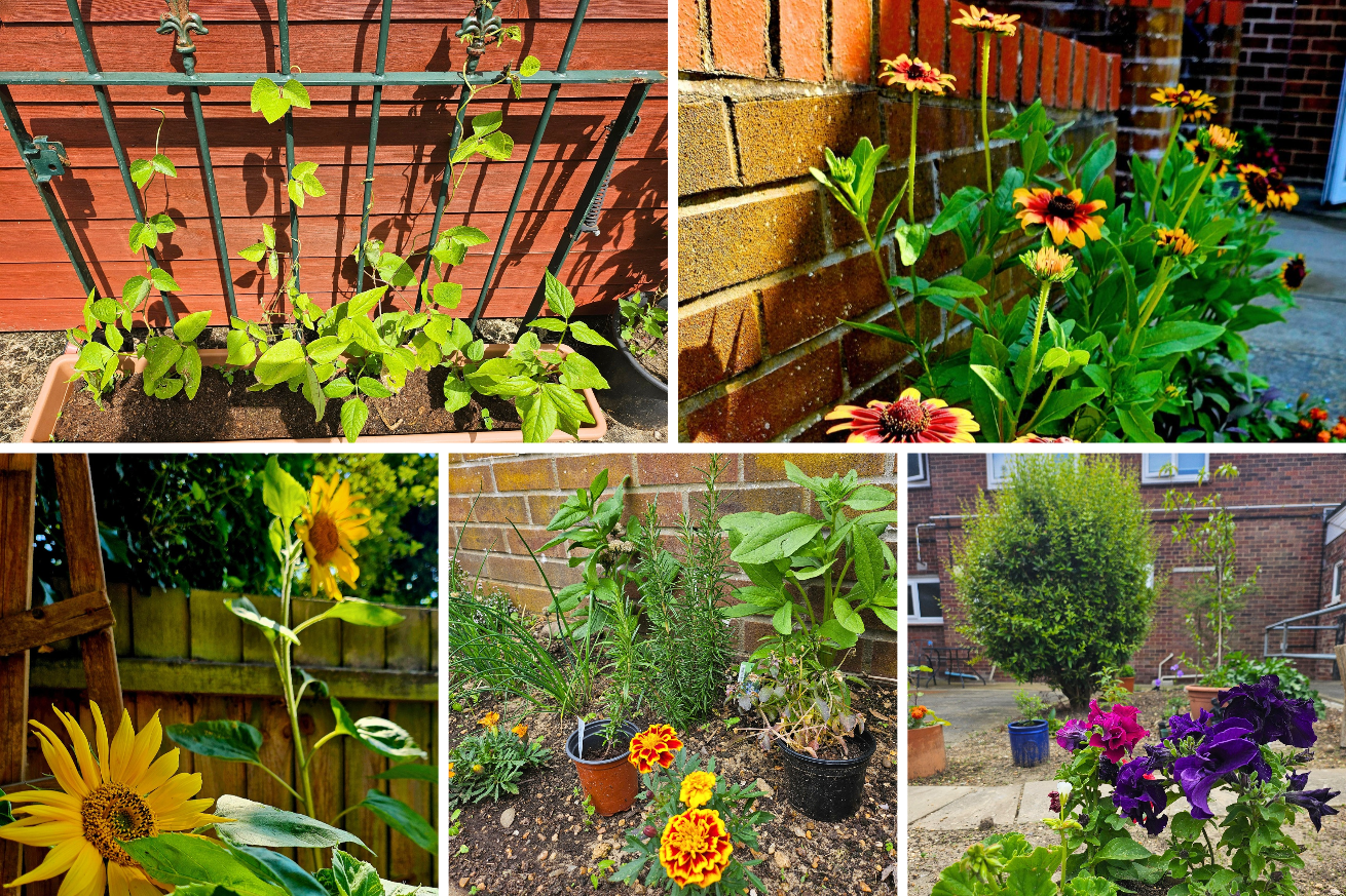 Baynard house have shown their vibrant flower and herb garden as well as their impressive beans. They have also shown their sunflowers that have grown very tall.