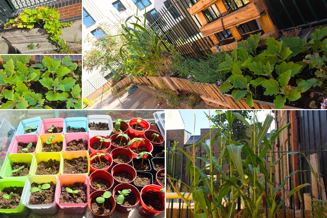 Brighton and Hove Foyer's submission shows many lush green plants and vegetables, and a set of colourful pots growing new sprouts