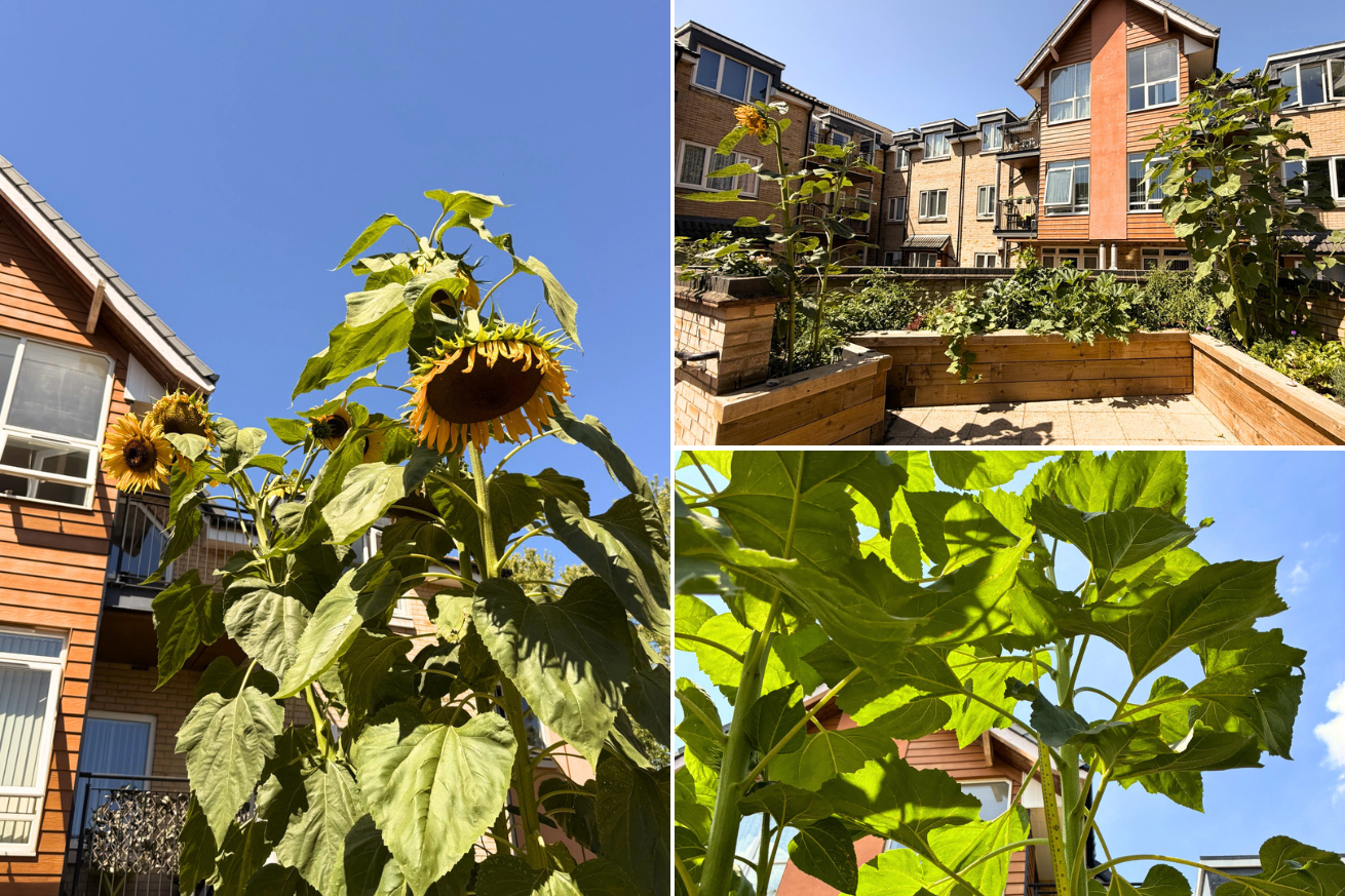 Poplar house have shown their sunflowers that stand tall in their wooden planters surrounded by lush green plants